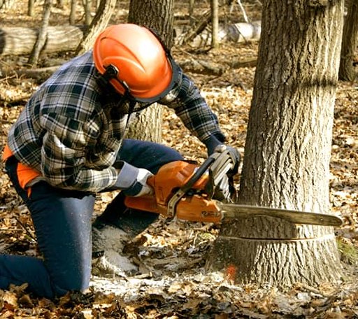 Tree Removal in Pawlet, VT